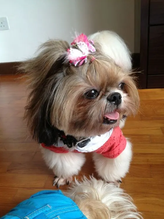 This InstagramFamous Dog Fashionista Looks Like A Pop Star 47 Pics   Bored Panda