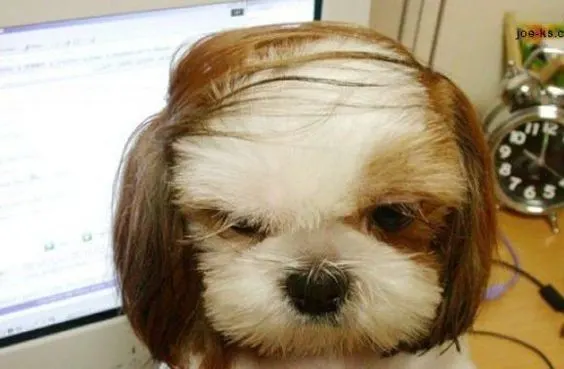 shih tzu haircuts 13