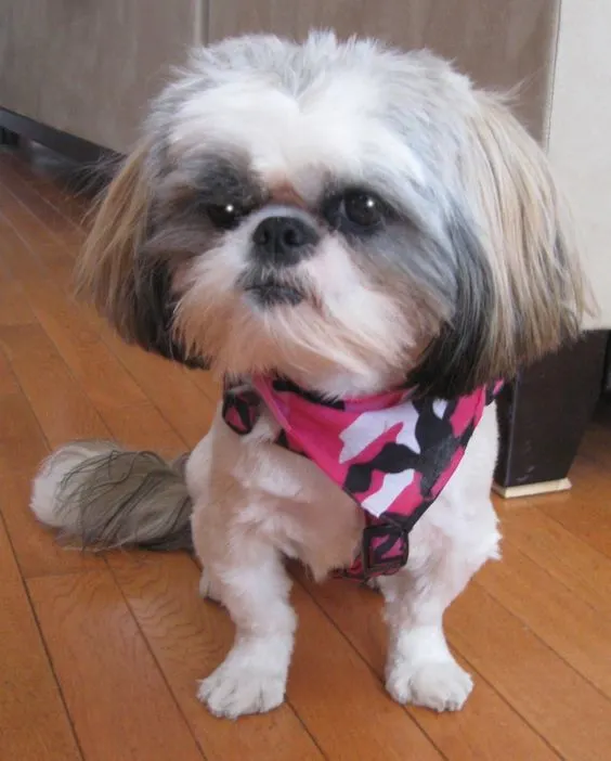 shih tzu haircuts 16