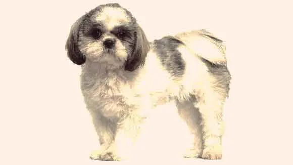 shih tzu haircuts 19