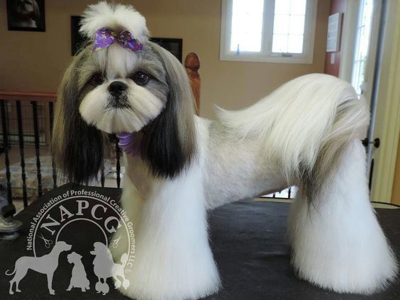 shih tzu semi lion hairstyle