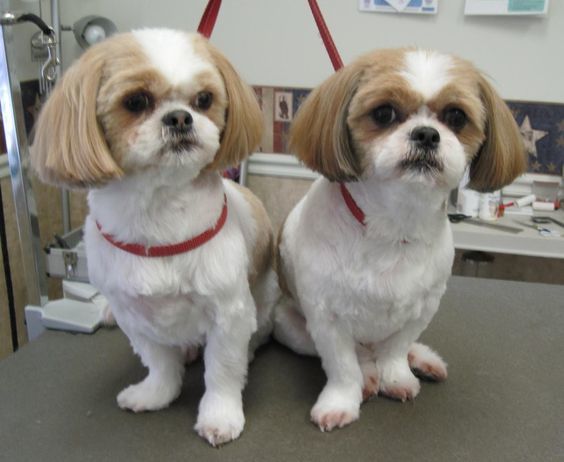 new haircut for shih tzu 