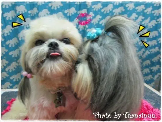 shih tzu Ponytail hairstyle 