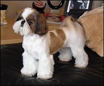 shih tzu long haircuts