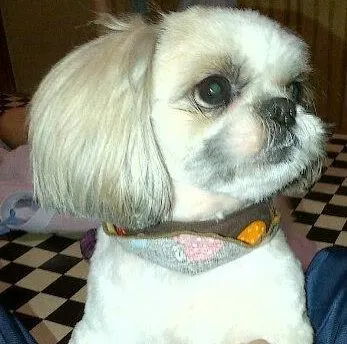 shih tzu haircuts 6