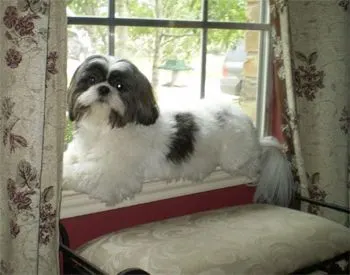 shih tzu haircuts 9