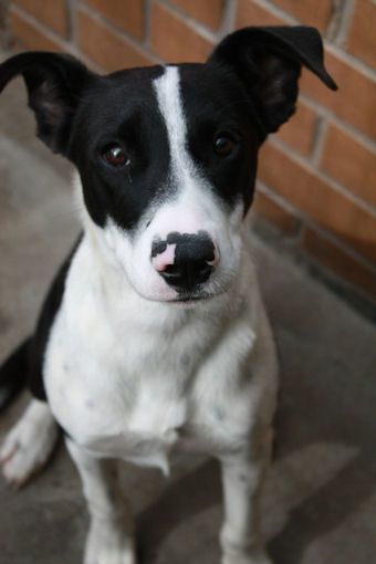 short hair border collie puppy