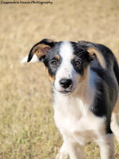 short hair collie puppy