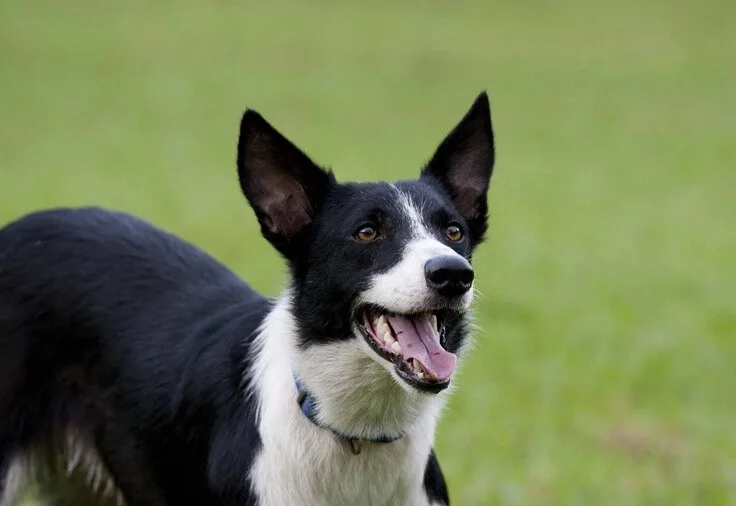 do border collies get groomed