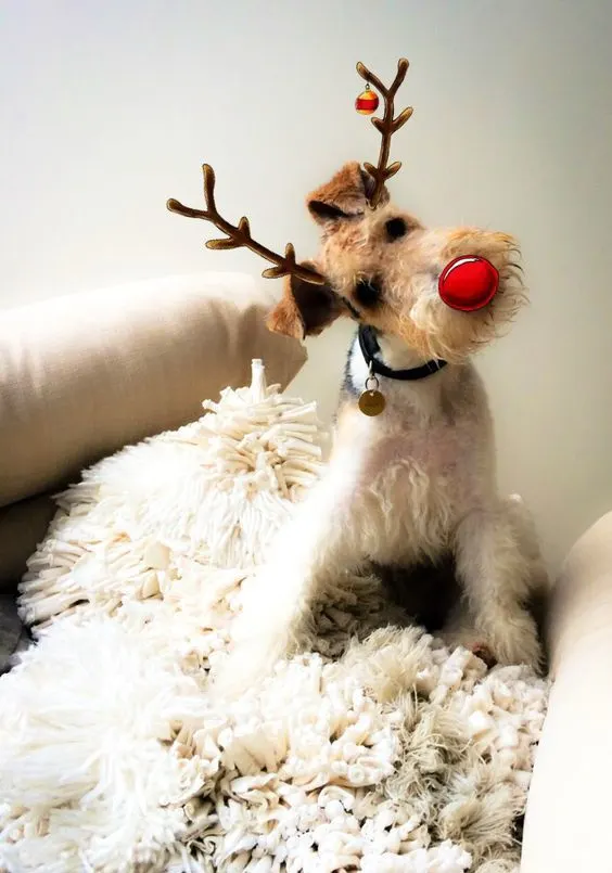 Nice Wire Hair fox Terrier