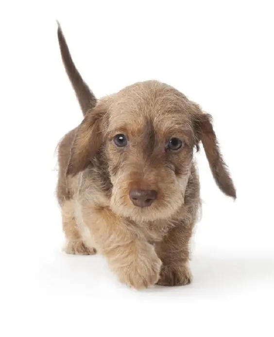 wire haired dachshund 7