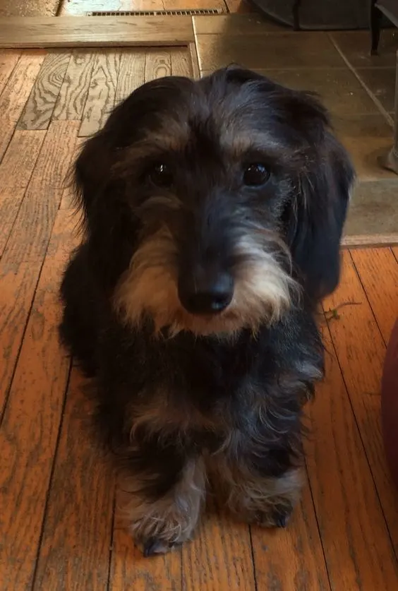 wire haired dachshund 8