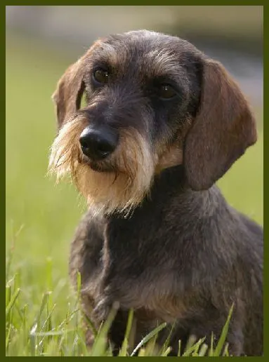 wire haired dachshund 9
