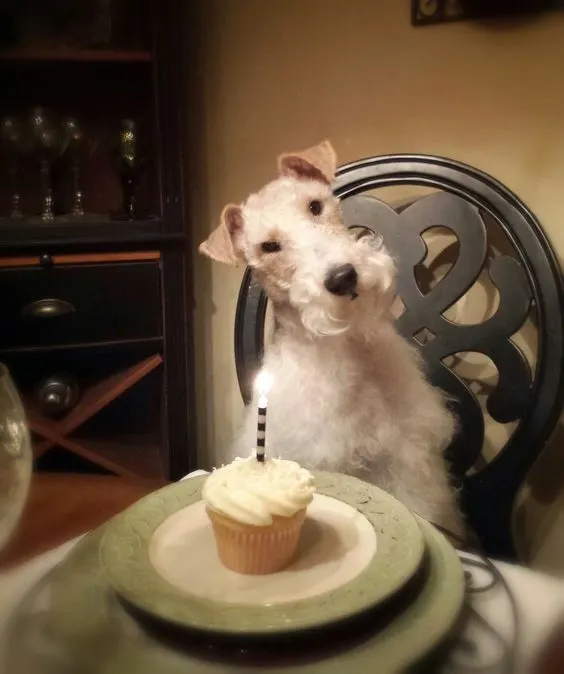 wire haired fox terrier