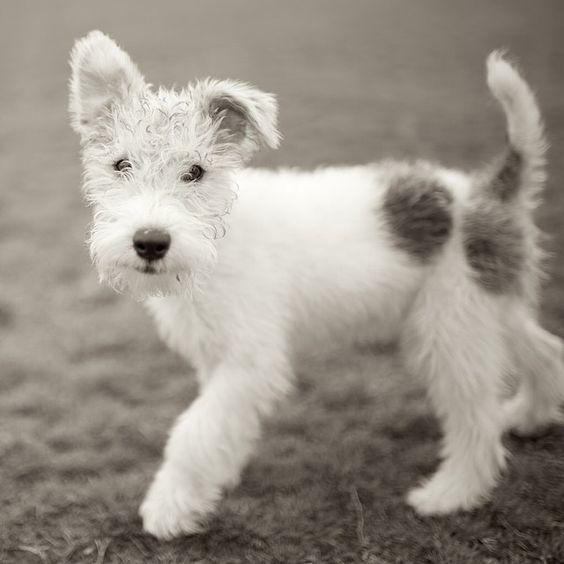 kid terrier wire hairstyle
