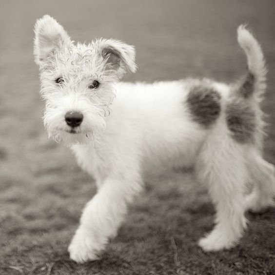 wire haired terrier