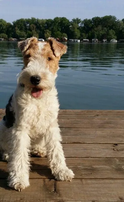 little wire hair for terrier