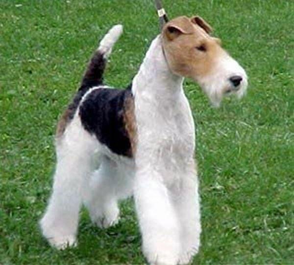 short haired wire terrier