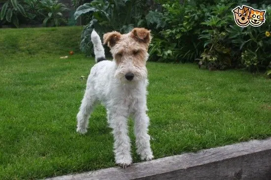 wire hair terrier dog