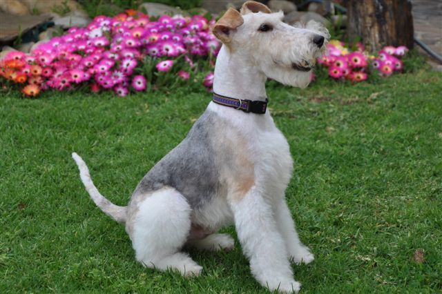 wire haired terrier 16