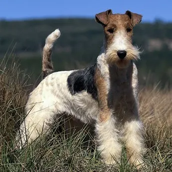 nice wire haired terrier 