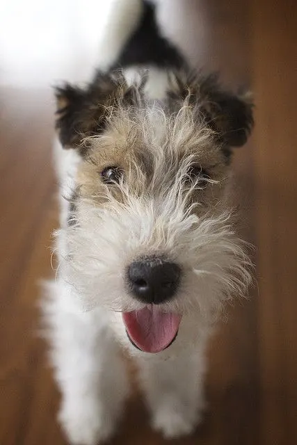 cute terrier wire haircut