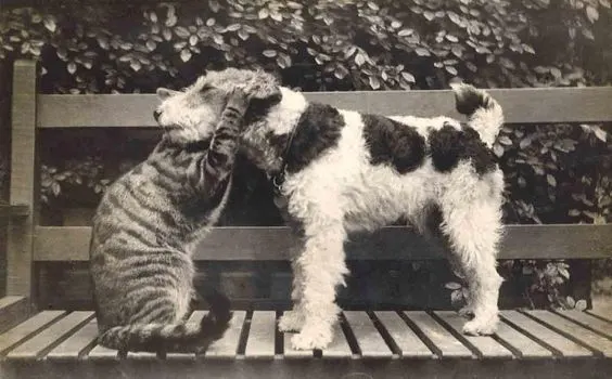 wire haired terrier 