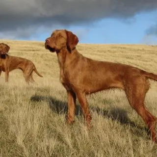 wirehaired vizsla facts