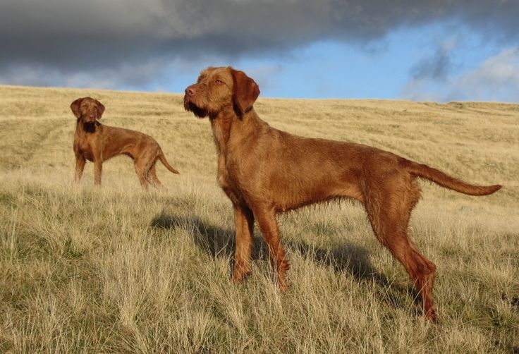 are wirehaired vizsla good with kids