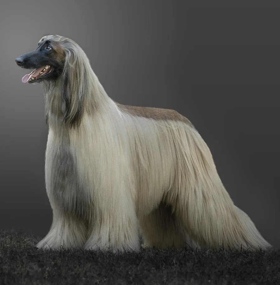 Afghan Hound Dog Haircut