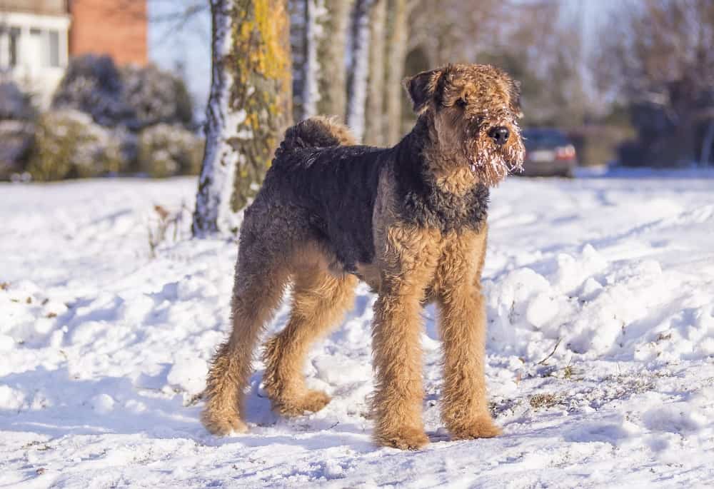 Curly haired dog Airedale Terrier 