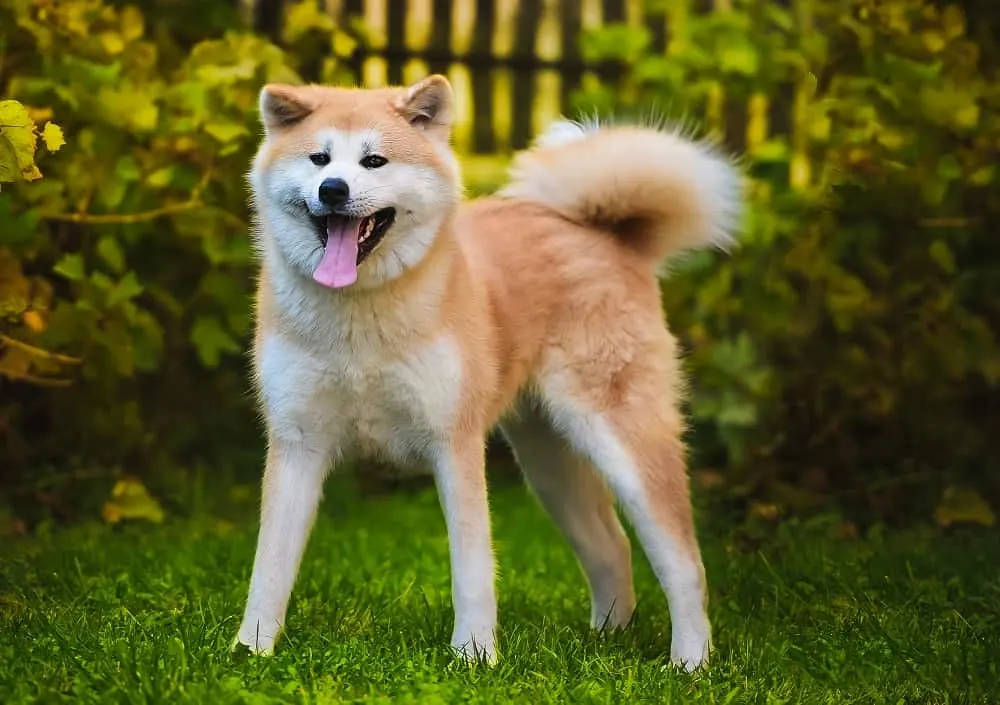 Akita Inu Dog Breed