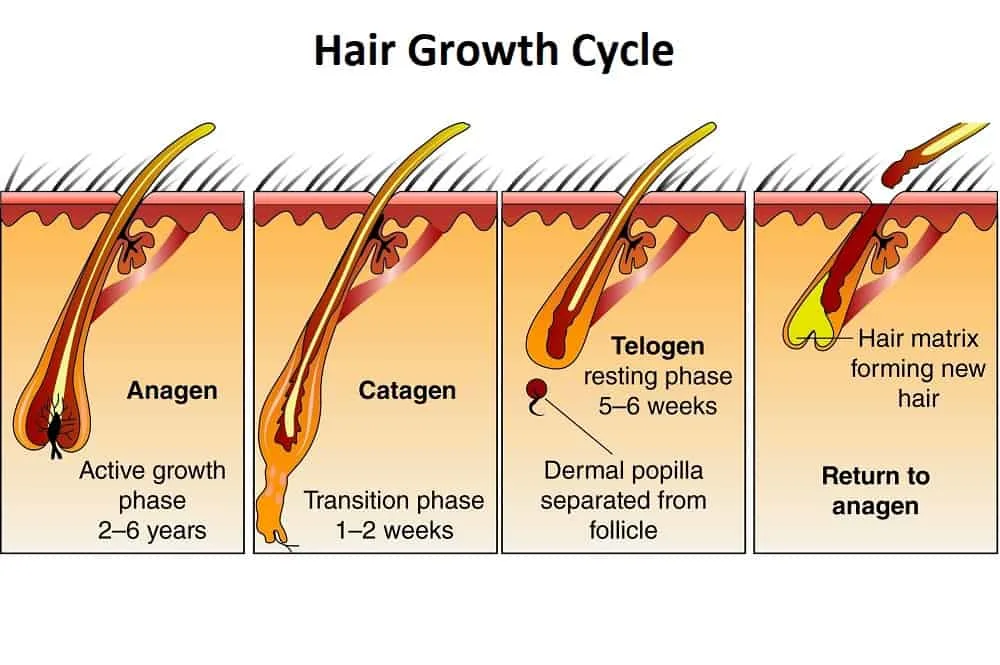 Hair Growth Cycle Anagen Phase