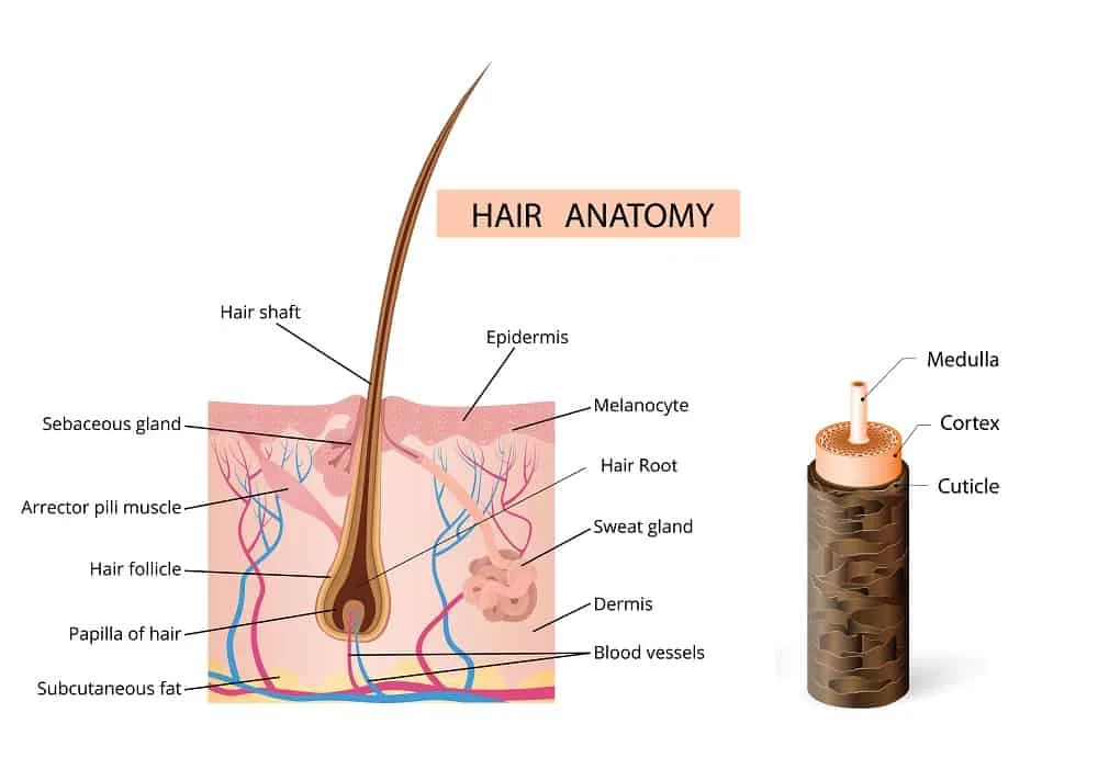 Anatomy Of Hair Follicle  Hair Loss Basics  Medlinks