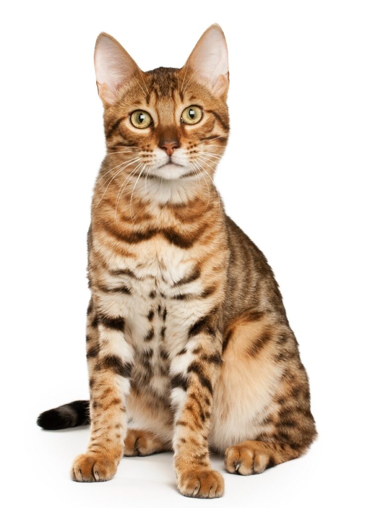 Bengal cat with line cut