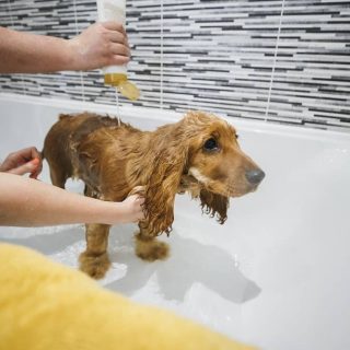Best Shampoos for Puppies with Dry Skin