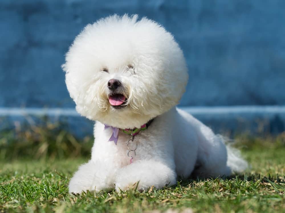 Bichon Frise - Curly haired dog breed