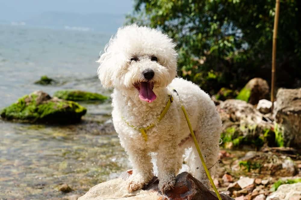Curly Haired Bichon Frise Dog