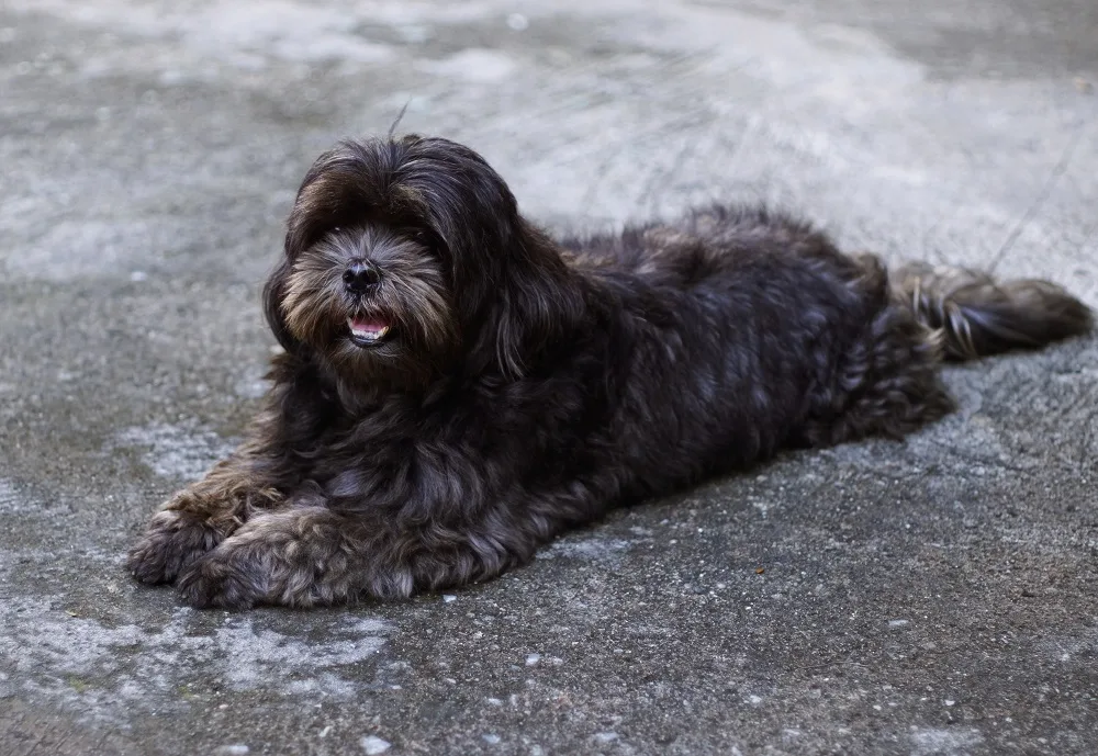 Black Shih-Poo Haircut