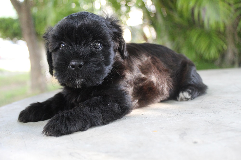 Black Shih-Poo Puppy Haircut