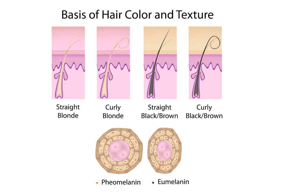 Blonde vs. Brunette - Hair Color Basis