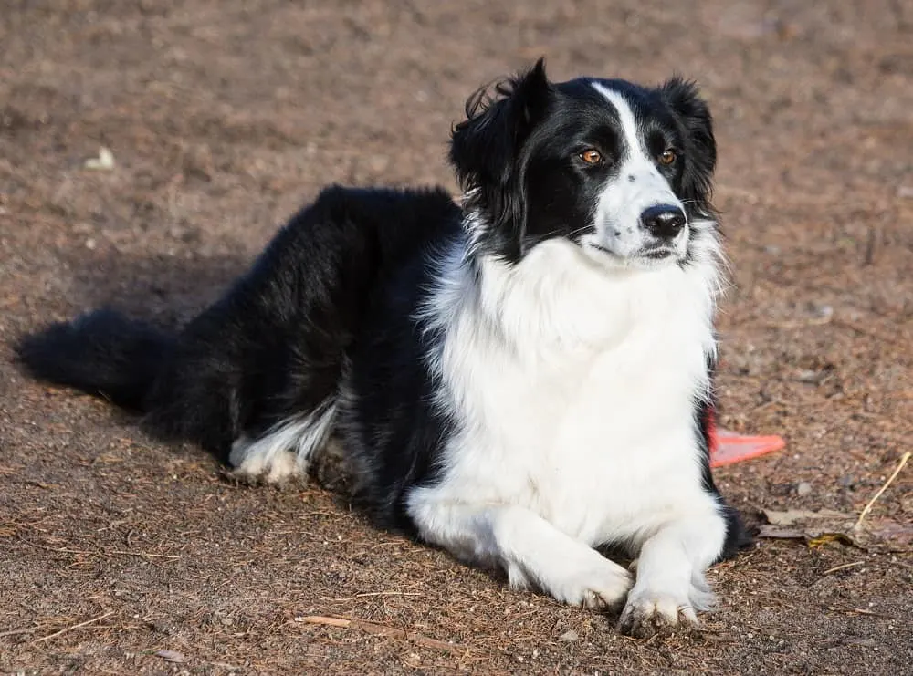 Border Collie Dog Breed