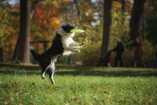 how much does it cost to get a border collie groomed