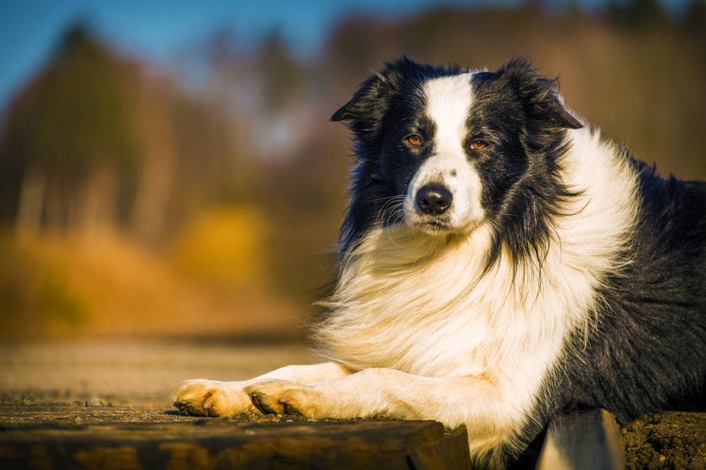 when do border collies get their full coat