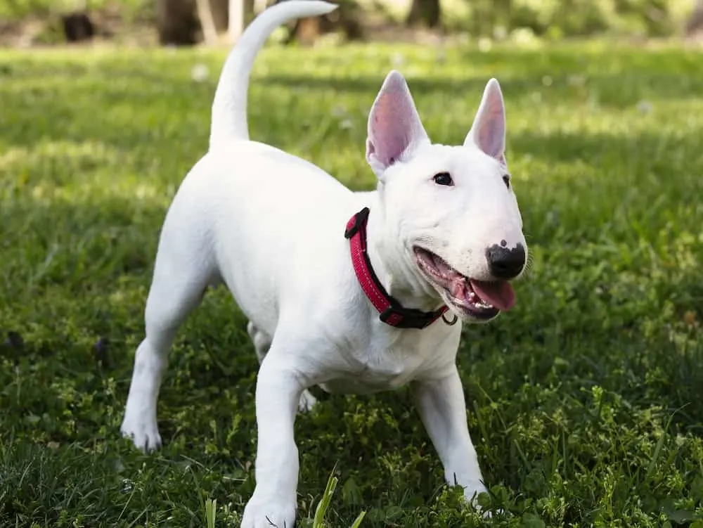 Bull Terrier Dog