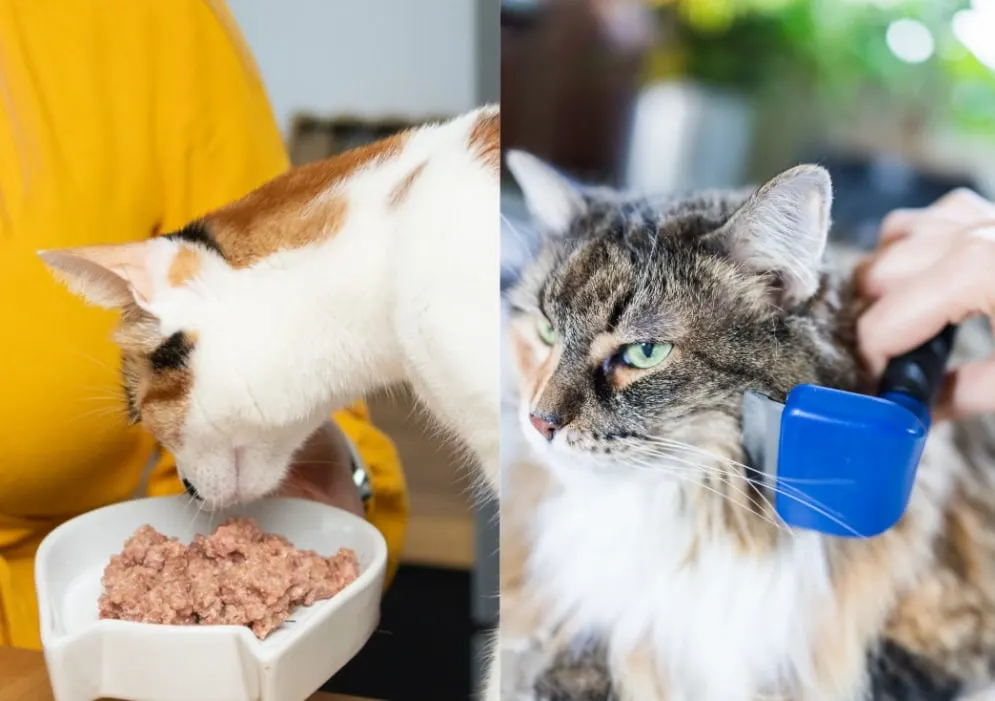 Caring for Long-Haired Calico Cats