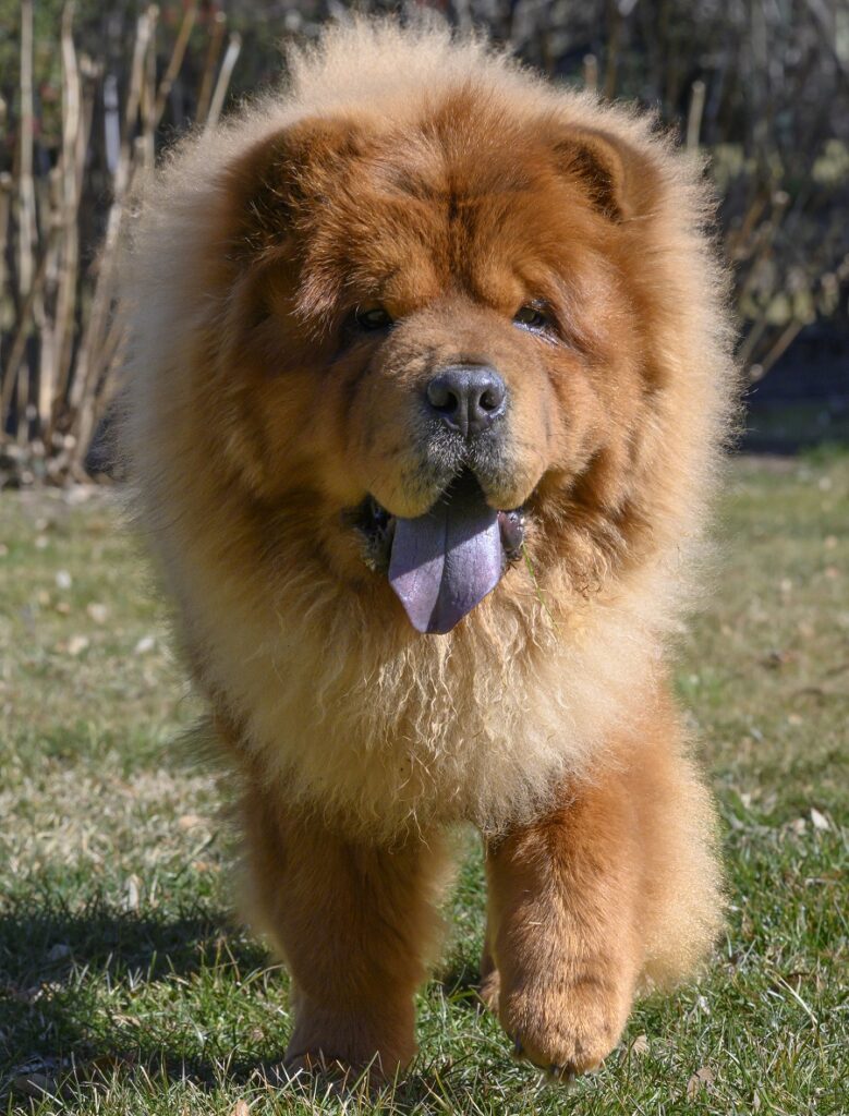Chow Chow Dog with Lion Cut