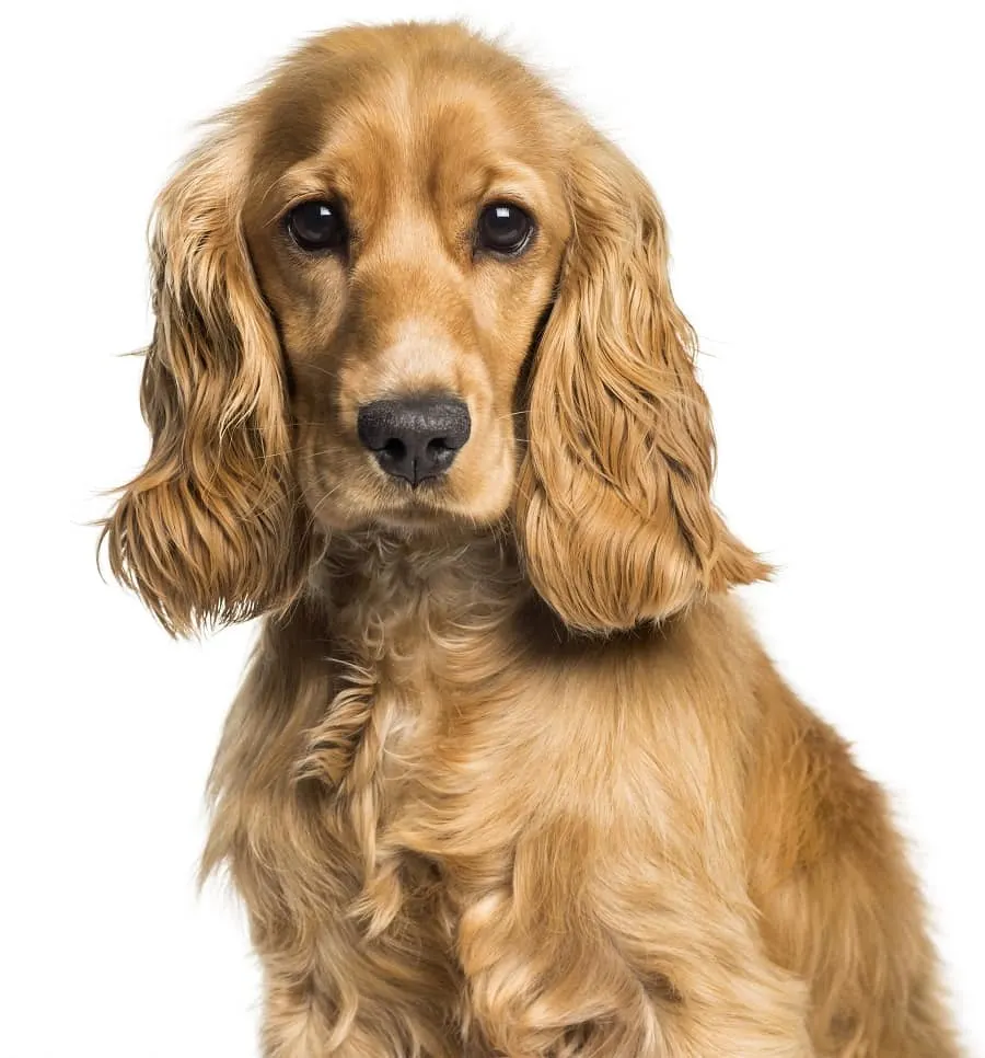 Cocker Spaniel Dog with Layered Cut