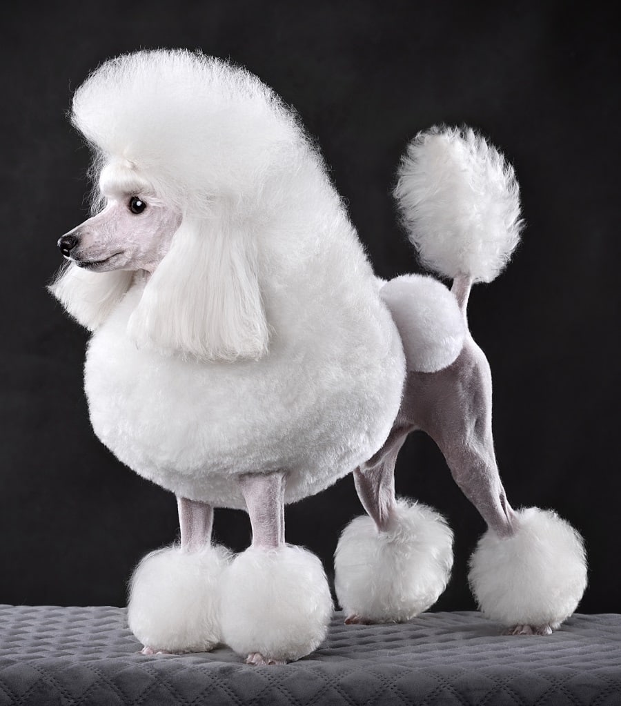 Continental Clip Haircut for Poodle Dog Breed