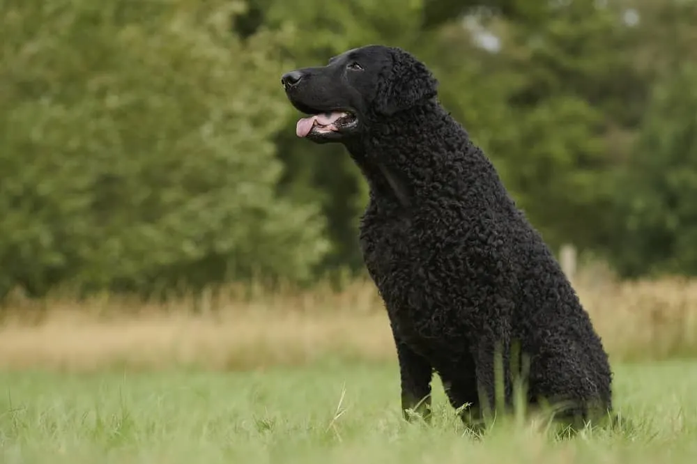 9 Most Popular Curly-Haired Dog Breeds (With Pictures) – HairstyleCamp